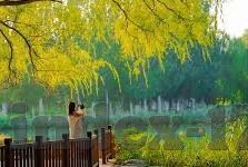 麻豆文化传媒app免费看-揭秘麻豆文化传媒，APP免费看界的璀璨明星